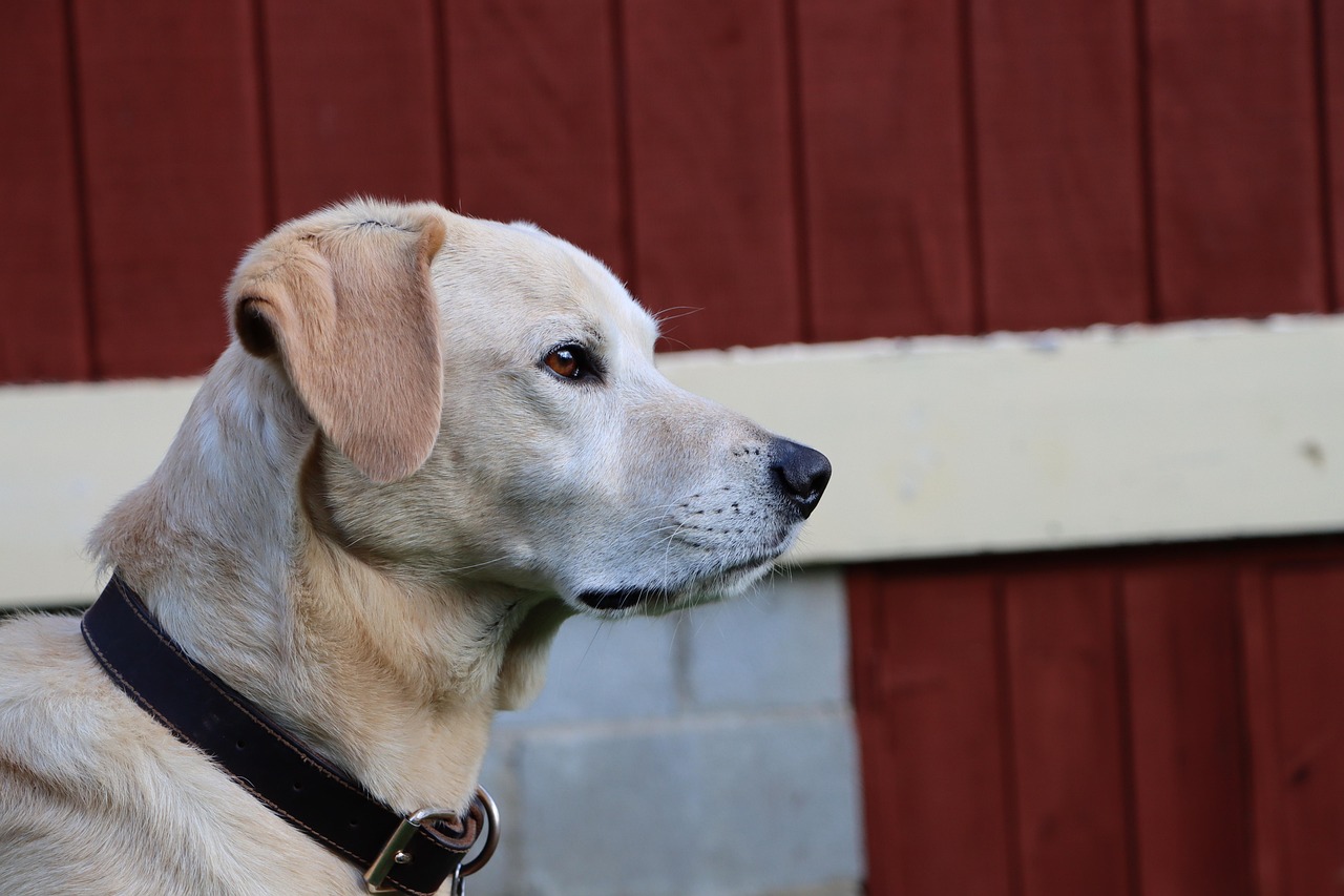 DDOS接单平台|香港公交app详情下载教程